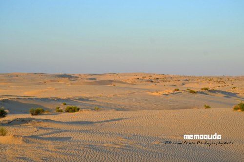منطقة العجرا بصحراء وادي العمرو الغنية بالمياه الجوفية، الصفراء في الناحية المصرية، المقابلة للخضار في الأرض المحتلة
